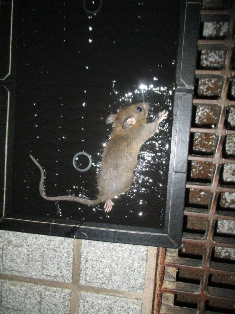 駆除マイスター