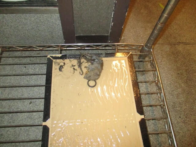 駆除マイスター