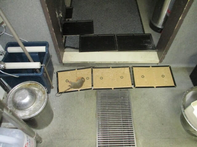 駆除マイスター